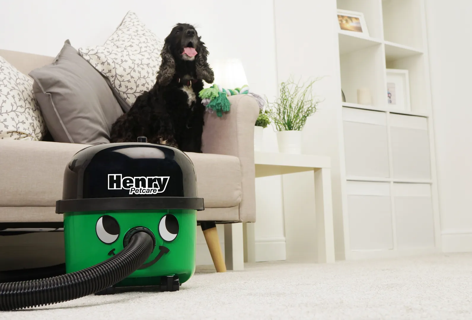 /public/media/Henry_Petcare_fea_5_green.webp