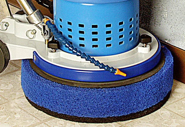 /public/media/Scrub-Jay-3-in-action-straight-baseboard.webp
